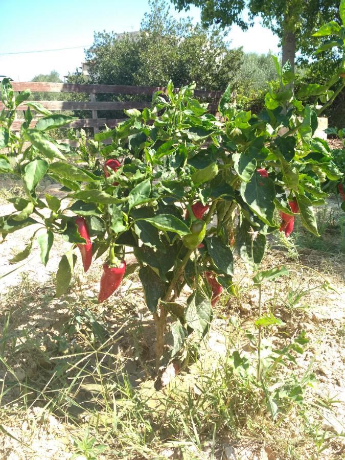 Eden Garden Villa Skalanion Dış mekan fotoğraf